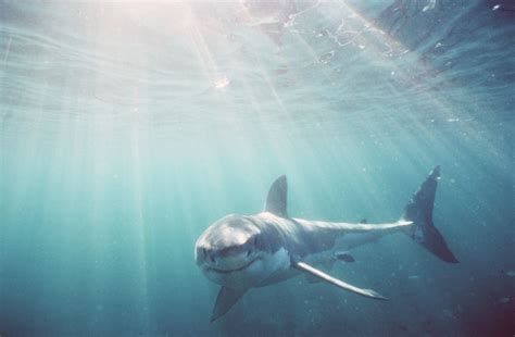 海洋生物有哪些|魚樂無窮：10個特色海洋生物種類介紹